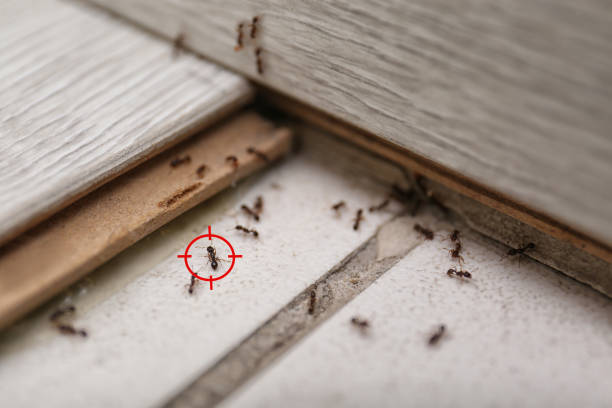 Best Affordable Pest Control Services  in Three Way, TN